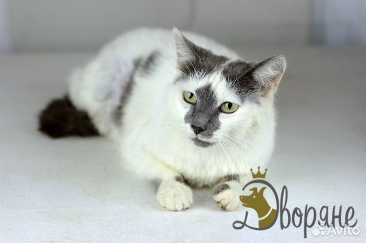 Красивейшая кошечка Мелания