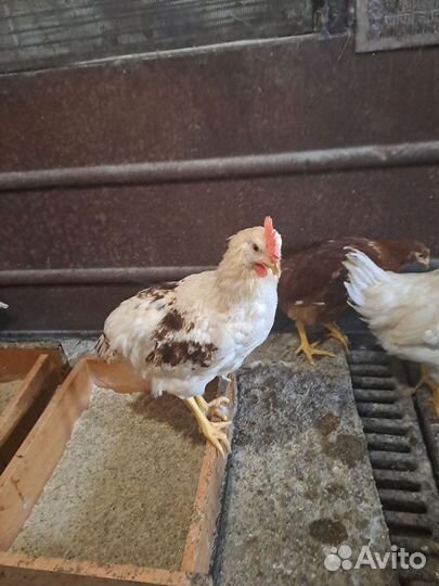 Петух,ломан браун