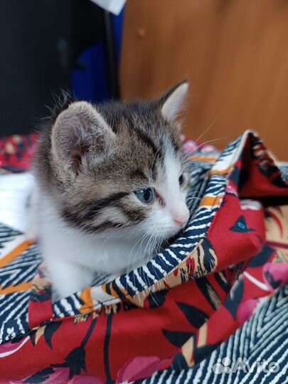 Кошка в дар бесплатно
