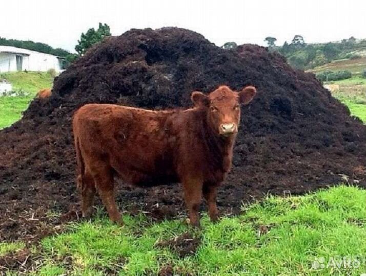 Перегной, навоз
