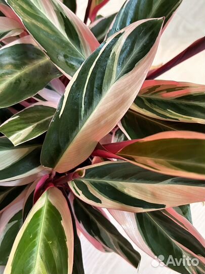 Строманта триколор