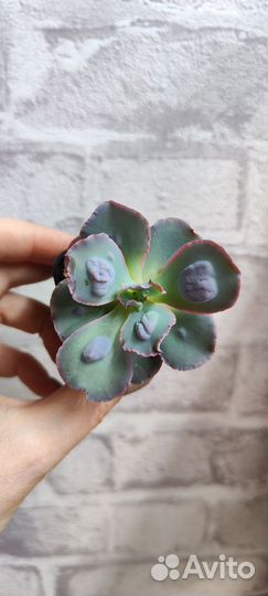 Суккуленты