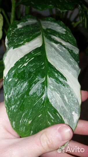 Спатифиллум джемини