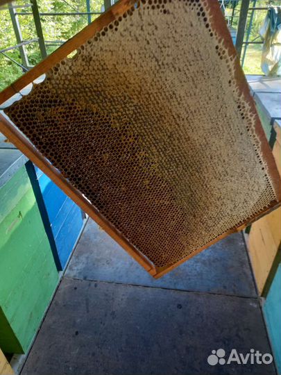 Липовый мед доставка бесплатно