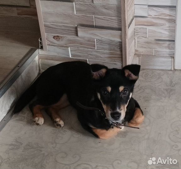 Собака в добрые руки