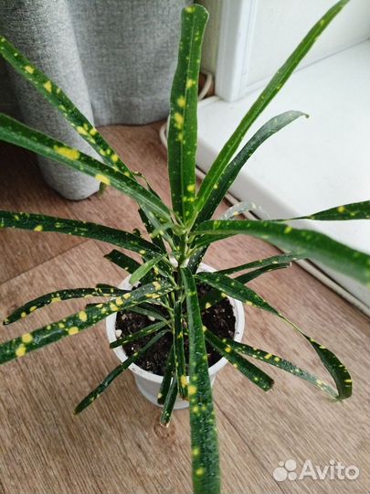 Кодиеум кротон