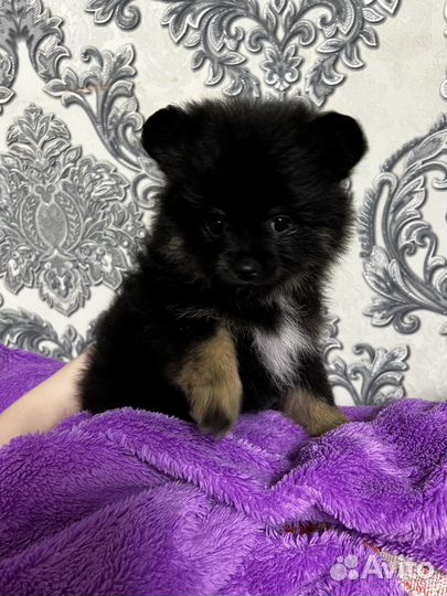 Щенки шпица