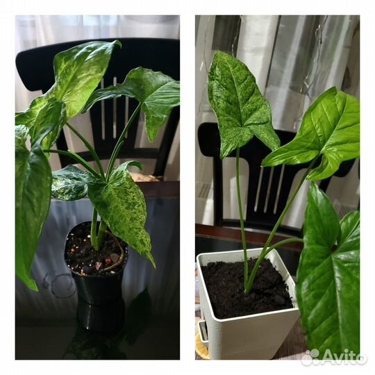 Сингониумы Клубничный Лёд, Конфетти, Фреклес