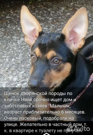 Щенок, 6 месяцев