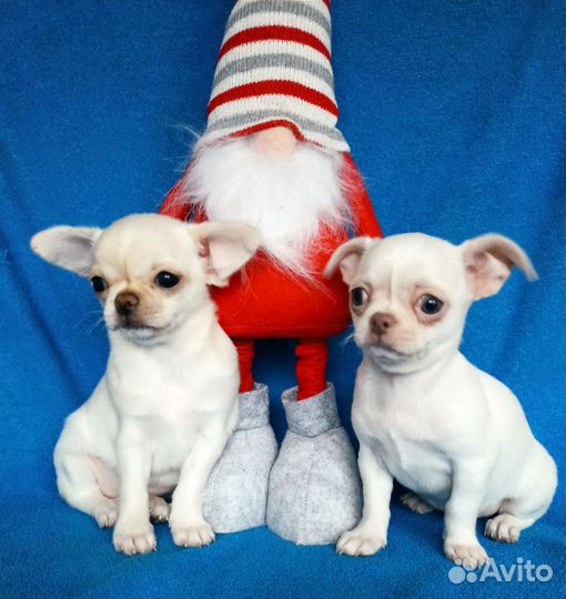 Три блондинки чихуахуа