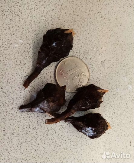 Red secret алоказия и клубни