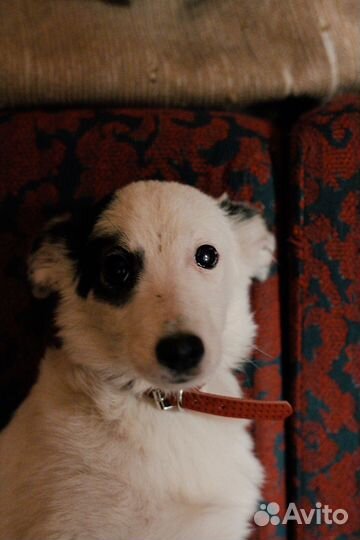 Добрый пёс Каспер