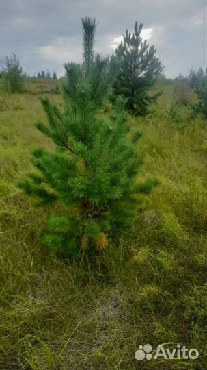 Сосны, липа,рябина