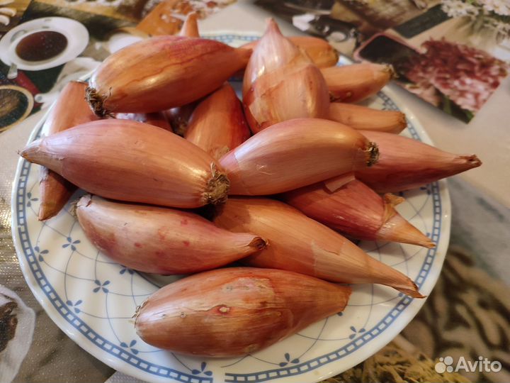 Посадочный Лук-Шалот, Лук репчатый на еду