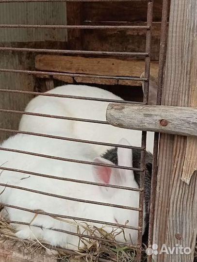 Кролики мясных пород