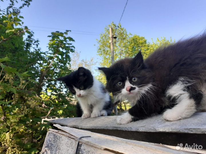 Котята в добрые руки