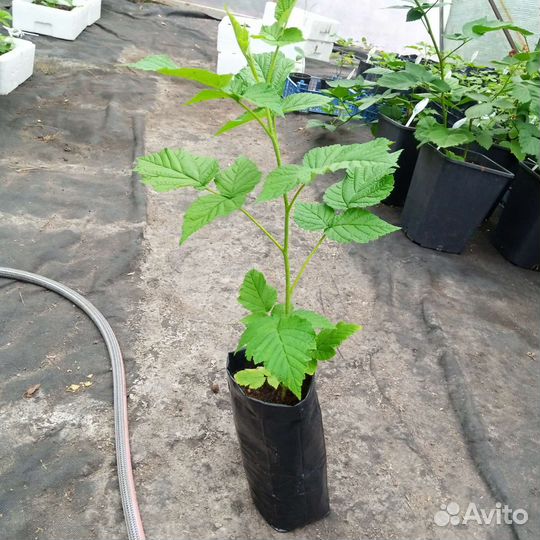 Саженцы малины ремонтантной Похвалинка с зкс