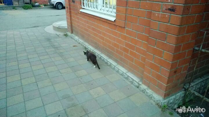 Котенок В 