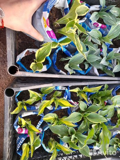 Многолетники для сада