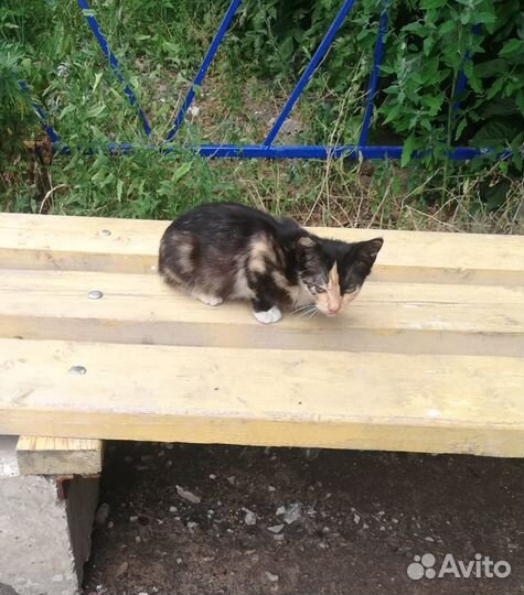 Продам котенка