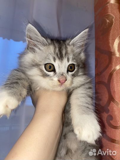 Кот(мальчик)