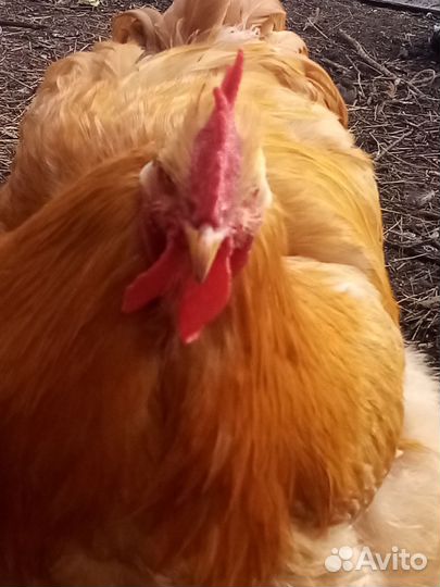 Петушок породы кохин