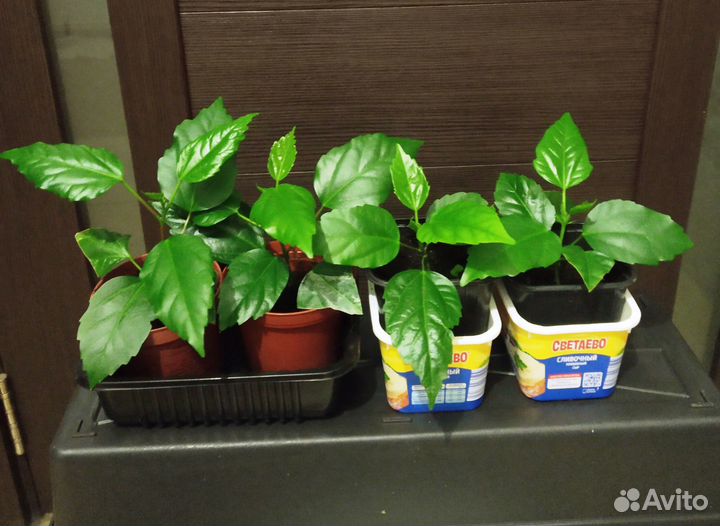 Гибискус китайская роза