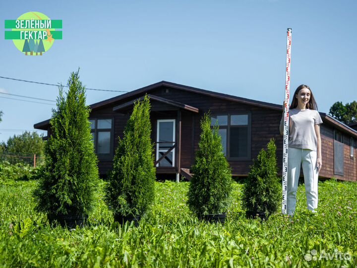 Туя смарагд 80 см свежая копка 2023