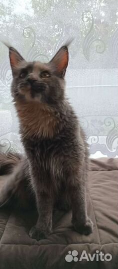 Котята мейн куна