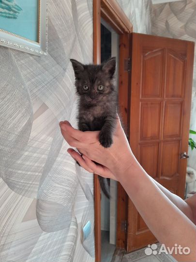Отдам котёнка в добрые руки