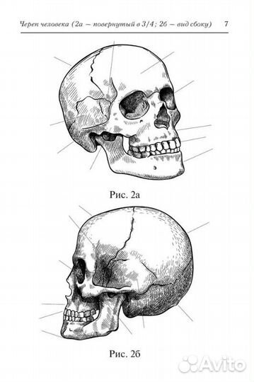 Книга Анатомиум: эстетика омерзительного