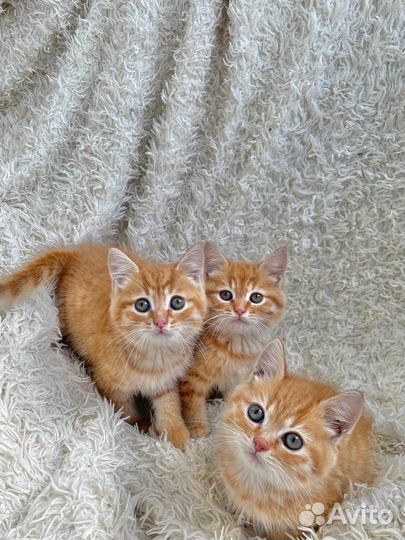 Котята шотландской кошки