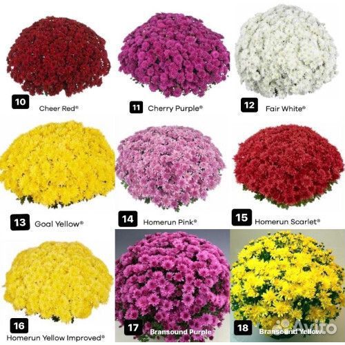 Хризантемы мультифлора