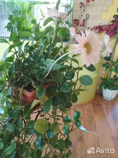 Комнатные цветы