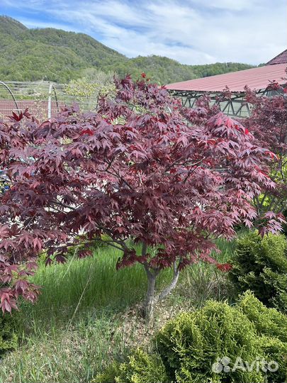 Красный клен