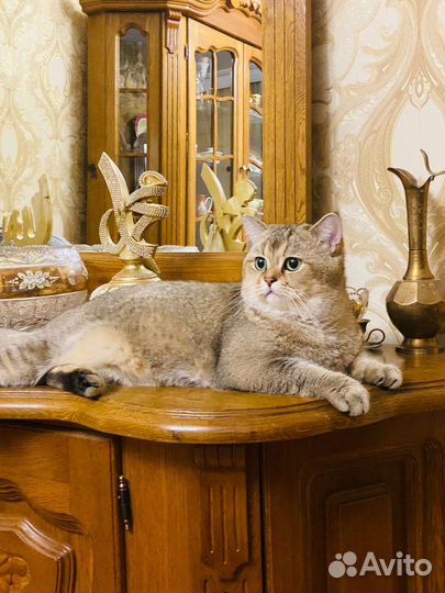 Британская кошка вязка