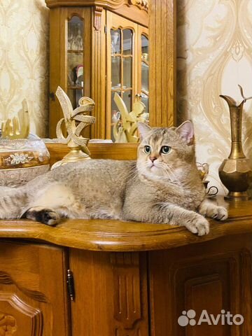 Британская кошка вязка