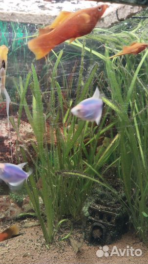 Аквариумные рыбки