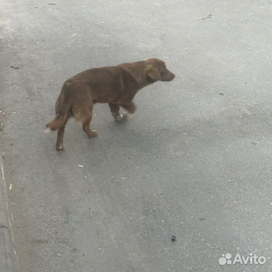 Собака щенок