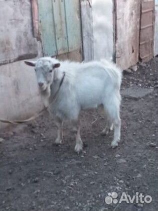 Козёл. Козы