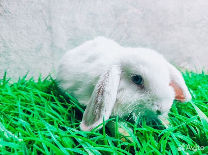 Карликовый кролик - супер мини