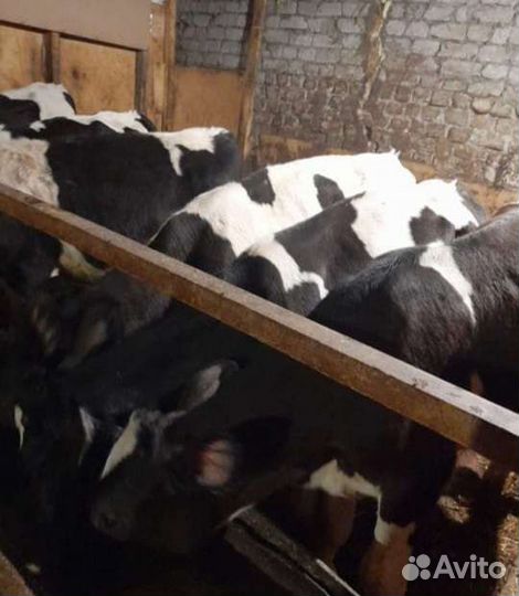 Бычки и телята