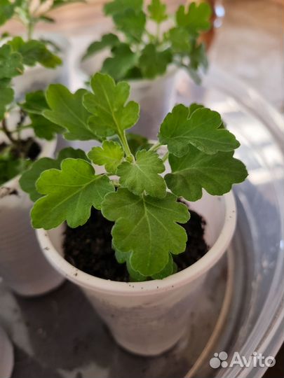 Хризантемы мультифлора