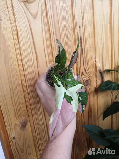 Сингониум red spot 4th color