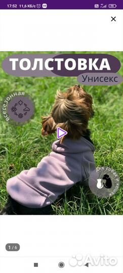 Вещи для маленьких собак