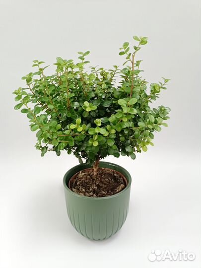 Комнатное растение Мирсина