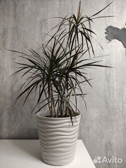 Комнатные цветы драцена