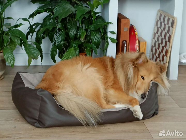 Собака для вязки