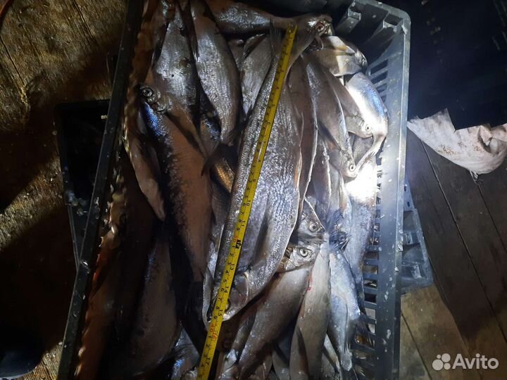 Чехонь свежая,опт