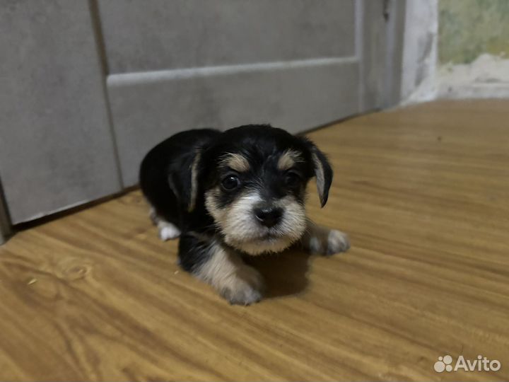 Щенки джек рассел терьер